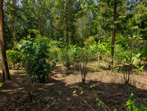 ½-Acre Residential/Commercial Land – Kaaga, Meru